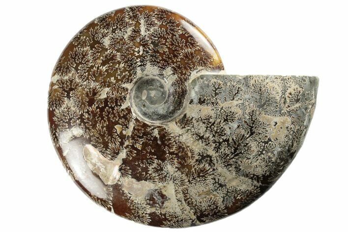 Polished Ammonite Fossil - Madagascar #191514